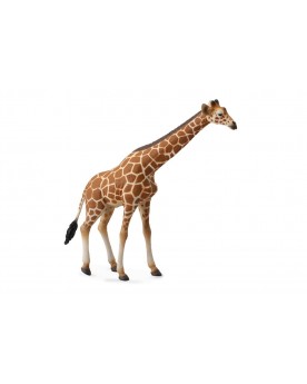 Girafe Animaux  – Serpent à Lunettes