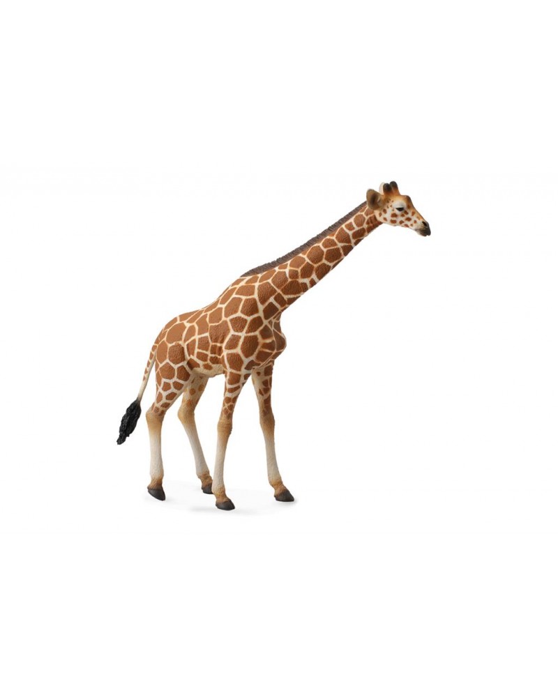 Girafe Animaux  – Serpent à Lunettes