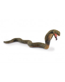 Cobra Animaux  – Serpent à Lunettes