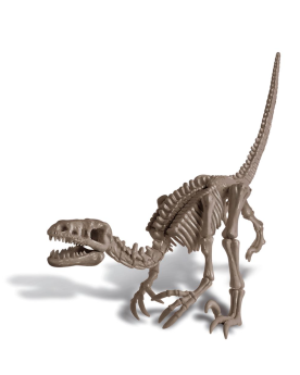 Déterre-ton-dino "Velociraptor"