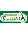 COLLECTA